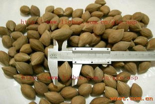 嶺南佳品 鮮享自然——廣東省高州市大唐果品新鮮蔬菜產品展示